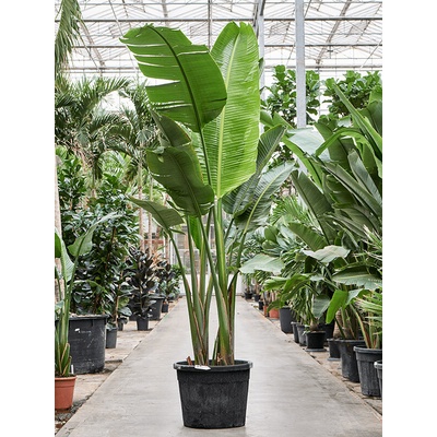 Strelitzia nicolai 55x325 cm
