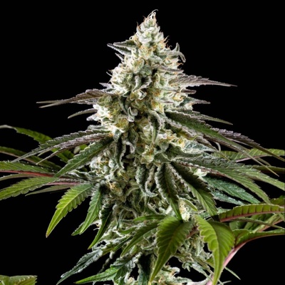 Kannabia Seeds Mexican Sativa semena neobsahují THC 3 ks