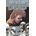 Walking Dead Kirkman RobertPaperback