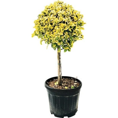 Brslen japonský na kmínku žlutě panašovaný FloraSelf Eunonymus japonicus 'Aurea' kmínek 45 cm květináč 15 l