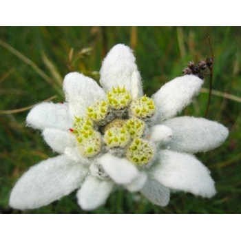 Plesnivec alpínsky - semená plesnivca - Leontopodium alpinum - 15 ks