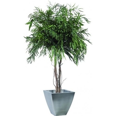 Nicoly crown 200 cm