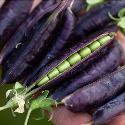 Hrach dreňový Desiree - Pisum sativum - semená hrachu - 40 ks