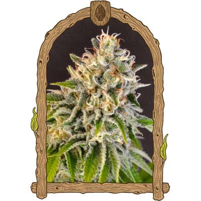 Exotic Seed Exotic Biscotti semena neobsahují THC 3 ks