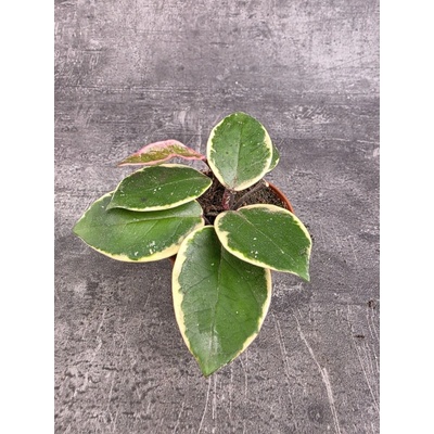 Hoya Flamingo Dream 9 cm – Zboží Mobilmania