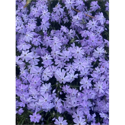 Phlox subulata EMERALD CUSHION BLUE - plamenka šídlovitá, flox