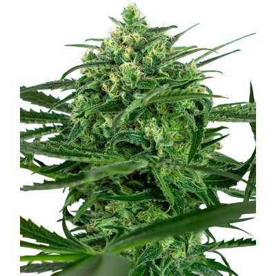 Sensi Seeds Sensi Amnesia semena neobsahují THC 3 ks