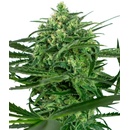 Sensi Seeds Sensi Amnesia semena neobsahují THC 3 ks