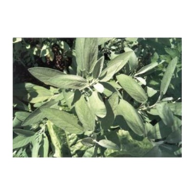 Bylinná lékárna Šalvěj list Salviae folium 100 g
