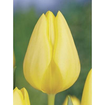 Tulipán Triumph Friendship 7 ks 11/12