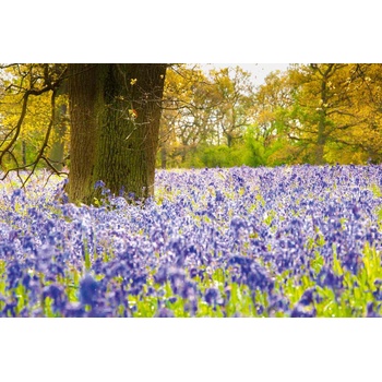 DIMEX ART s. r. o Флизелинов фототапет камбанки в гората 375 x 250 см