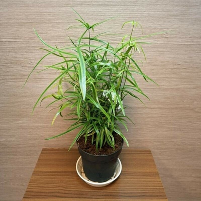 Asparagus Falcatus