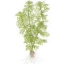 Limnophila aquatica