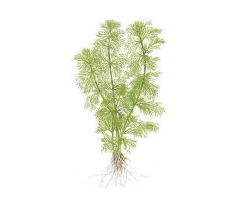 Limnophila aquatica