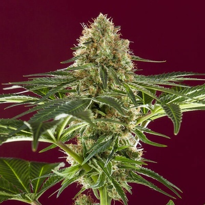 Reggae Seeds Kalijah regular semena neobsahují THC 7 ks