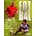 Fotbal