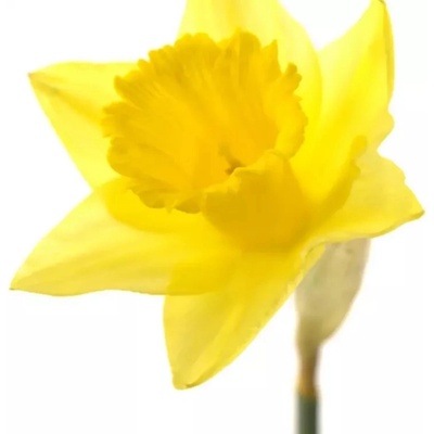 Narcis DUTCH MASTER 30cm/10g – Zboží Dáma