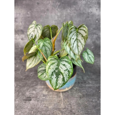 Philodendron Brandtianum 12 cm