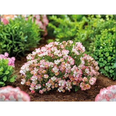 Miniruža Cutie Pie, výška 20-30 cm, kvetináč 17 cm