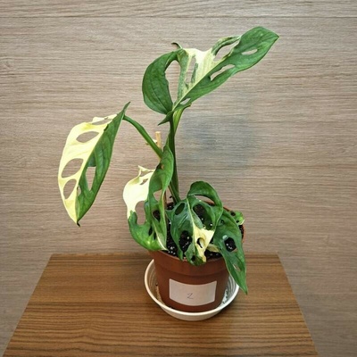 Monstera Adansonii Variegata č2