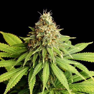 Kannabia Seeds Hell Fire OG semena neobsahují THC 3 ks