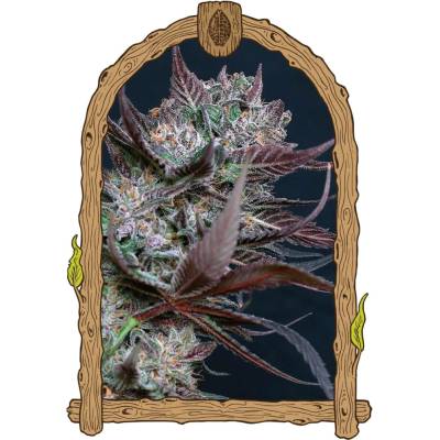 Exotic Seed Black Lemon semena neobsahují THC 3 ks
