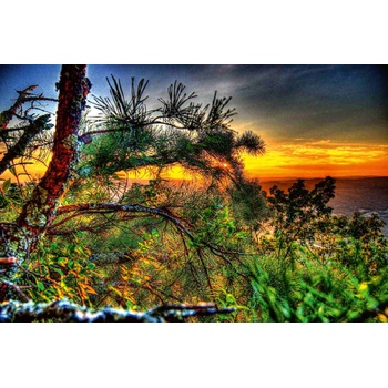 DIMEX ART s. r. o Флизелинов фототапет борови дървета и залез 375 x 250 см