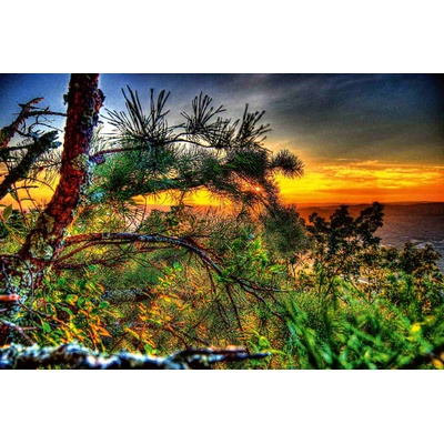 DIMEX ART Флизелинов фототапет борови дървета и залез 375 x 250 см