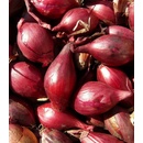 BIO Cibuľa Rossa di Firenze - Allium cepa - semená cibule - 100 ks