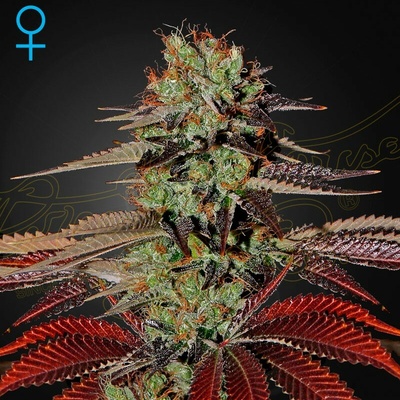 Green House Seed Kings Kush Auto semienka neobsahujú THC 1 + 1 ks