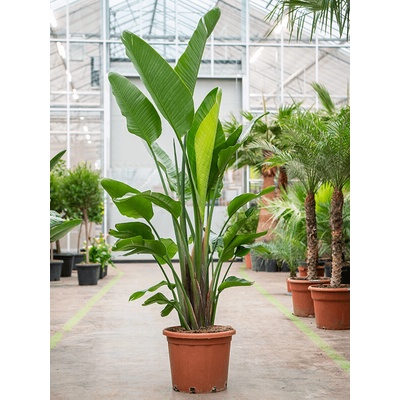 Strelitzia nicolai tuft 40x250 cm