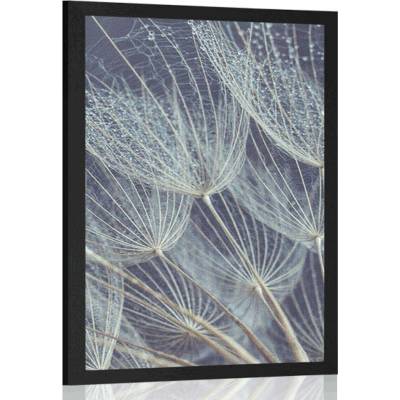 Plakát ranní rosa na pampelišce - 20x30 black