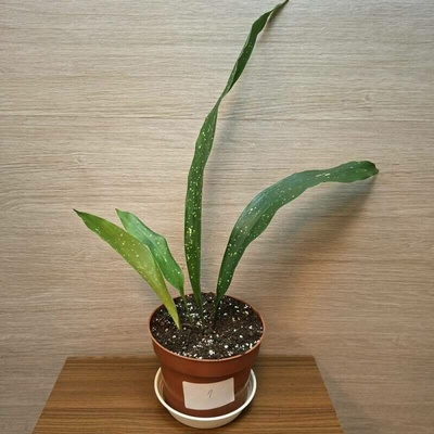 Aspidistra Elatior Milky Way "S" č1