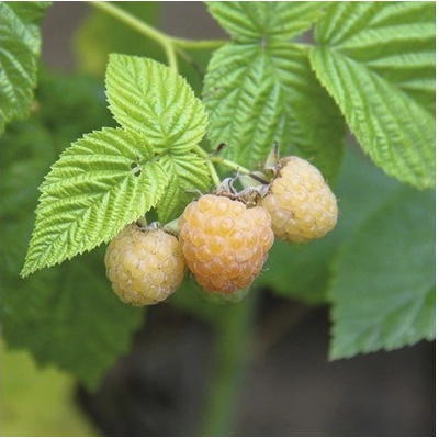 Malina BIO žlutá podzimní Hof:Obst Rubus idaeus 'Autumn Sun' 30-40 cm květináč 3,4 l