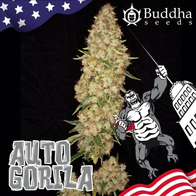 Buddha Seeds AUTO Gorila semena neobsahují THC 3 ks