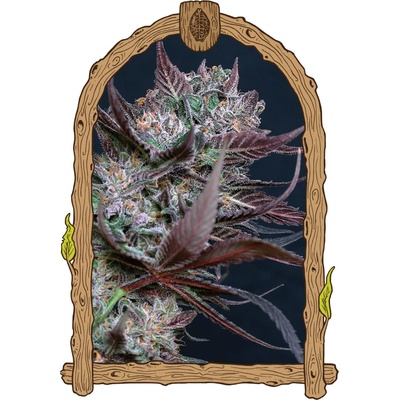 Exotic Seed Black Lemon semienka neobsahujú THC 3 ks