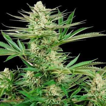 Sensi Seeds Malibu OG Gold Research semena neobsahují THC 3 ks