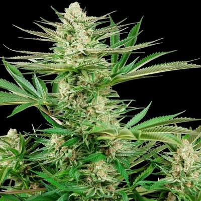 Sensi Seeds Research Malibu OG Gold semienka neobsahujú THC 1 ks