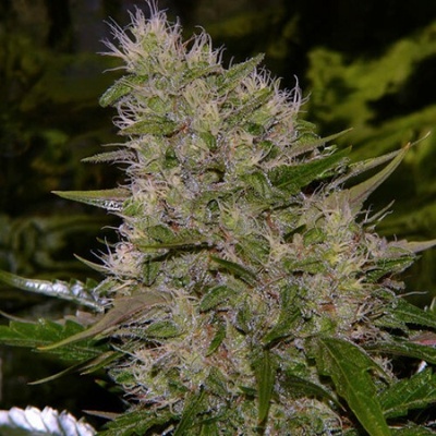 Mr. Nice Critical Mass regular semienka neobsahujú THC 15 ks