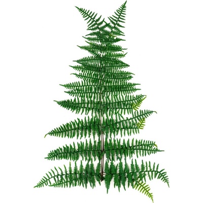 Asa fern