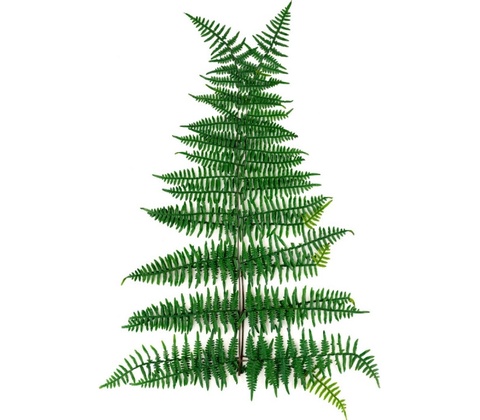 Asa fern