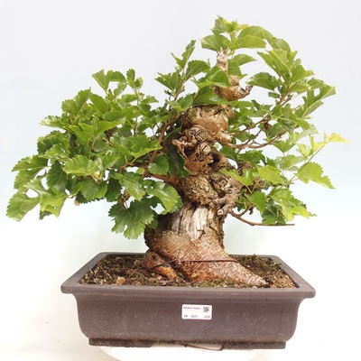 e-bonsai Venkovní bonsai -Morus alba - moruše