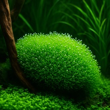 Riccia fluitans