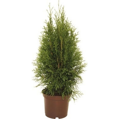 Tuja západná Thuja occidentalis 'Smaragd' výška 30-40 cm kvetináč 2 l