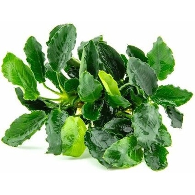 Anubias barteri var. nana Kirin