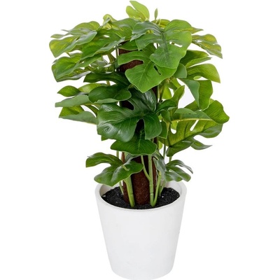 MONSTERA V PLAST.KVETINÁČI ZEL.24CM