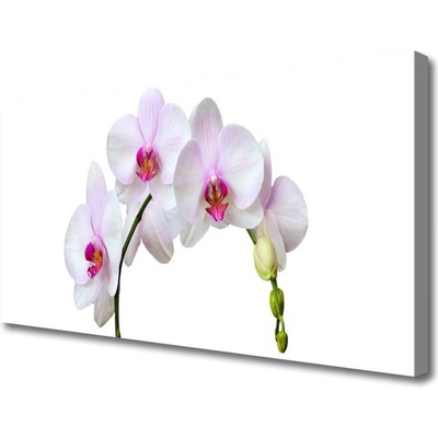 Obraz Canvas Vstavač orchidea kvety 100x50 cm