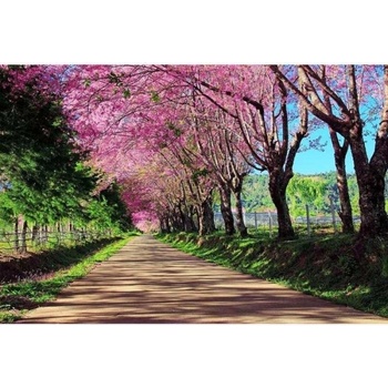 DIMEX ART s. r. o Флизелинов фототапет цъфтяща алея 375 x 250 см