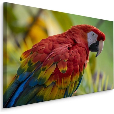 MyBestHome BOX Plátno Papoušek Ara Varianta: 90x60