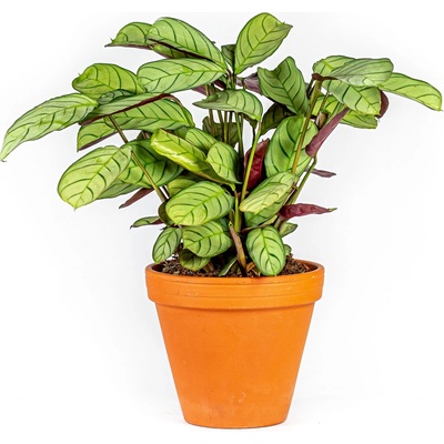 Gardners Ctenanthe Burle-marxii Amagris, průměr 12 cm Ktenante